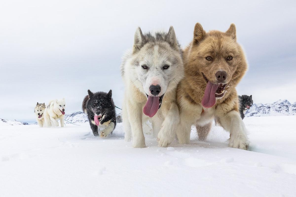 Huskies as sled dogs.